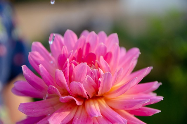 Free Dahlia Beautiful Flowers photo and picture