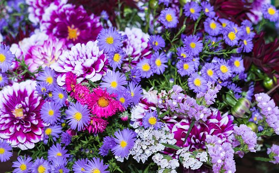 Free Fixed Asters photo and picture