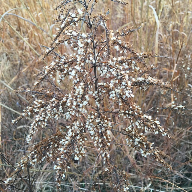 Free National Wildlife Refuge Bird Sanctuary photo and picture