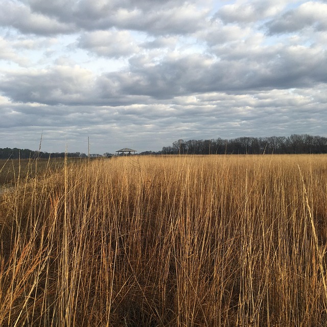 Free National Wildlife Refuge Bird Sanctuary photo and picture