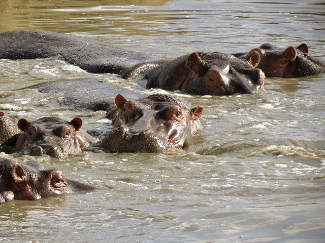 África, Tanzania, Fauna Silvestre