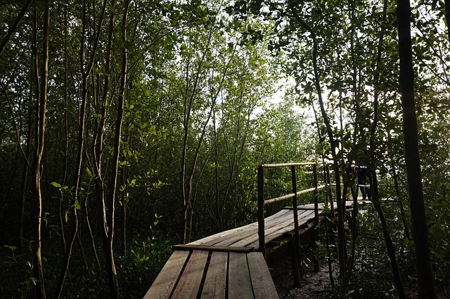 Sonnenuntergang, Wald, Brücke, Weg