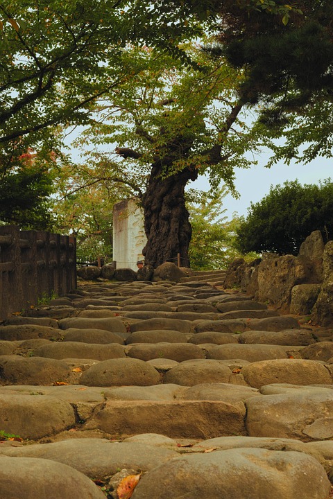Tree Steps Stone - Free photo on Pixabay - Pixabay