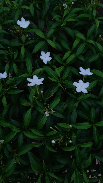 Verde, Flor, Blanco, Primavera, Lluvia