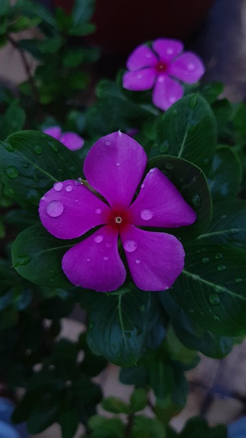Flor, Rosado, Lluvia, Gotas, Amor
