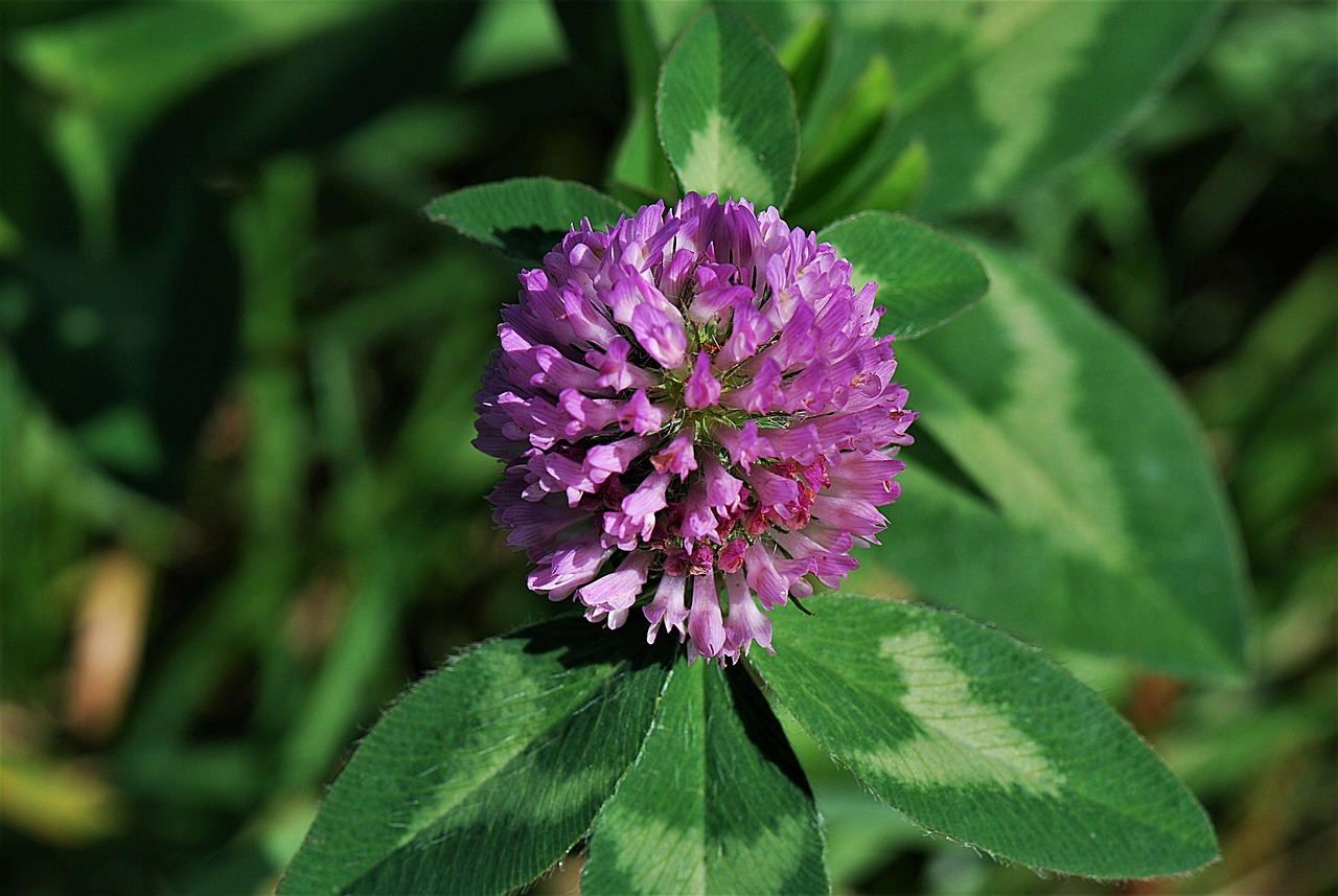fleur-de-tr-fle-plante-la-photo-gratuite-sur-pixabay-pixabay