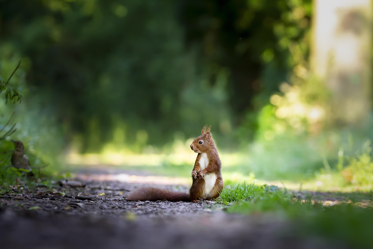 8 000 Kostenlose Eichhornchen Und Eichh rnchen Bilder Pixabay