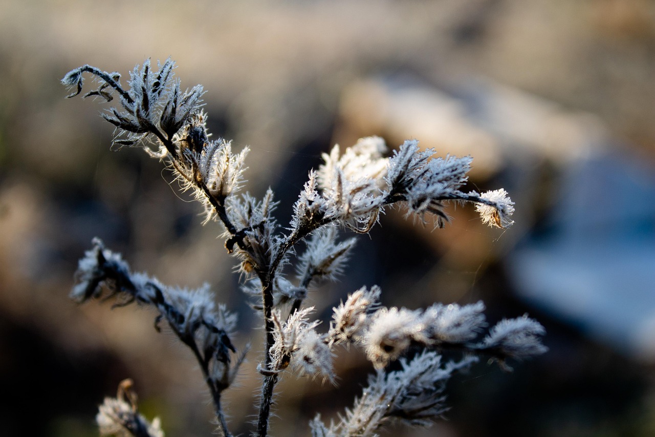 霜 秋天 植物 - Pixabay上的免费照片 - Pixabay