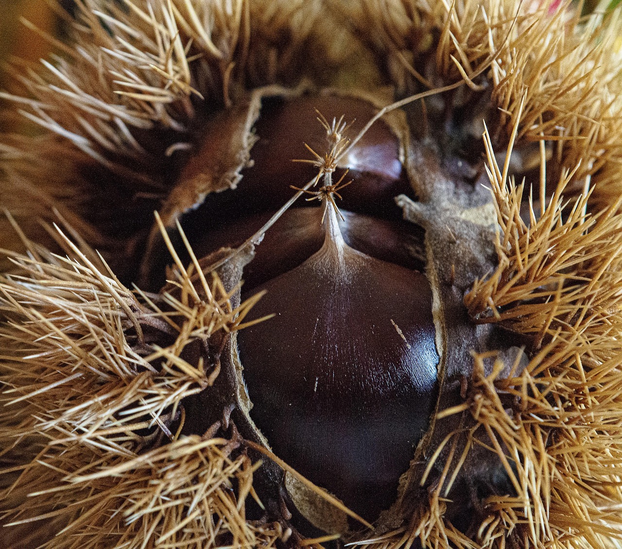 Castagne Riccio Autunno - Foto gratis su Pixabay