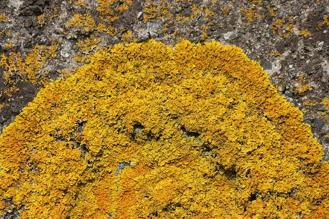 lichen, wall lichen, harbour wall lichen, nature, plant