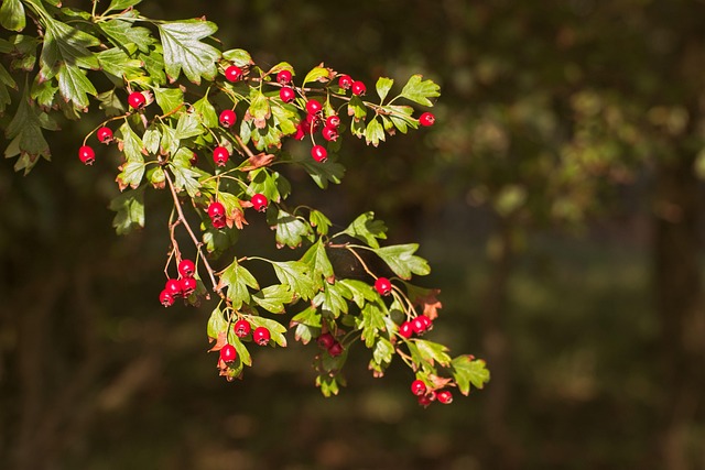 Baies Rouges Autumn Rouge Baies Groseille - Photo gratuite sur Pixabay - Pixabay