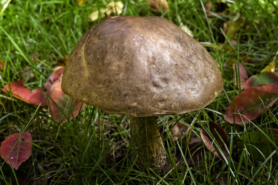 Гриб, Общий Желчный Боровик, Горький, Tylopilus Felleus