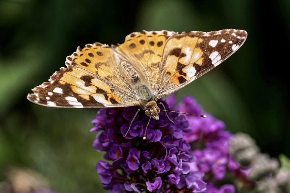 Schmetterling, Distelfalter, Sommer, Edelfalter