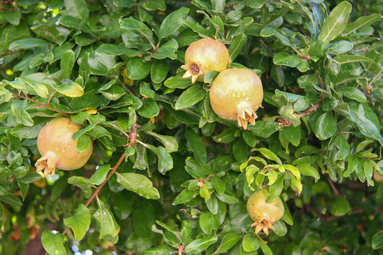 Grenade Fruit