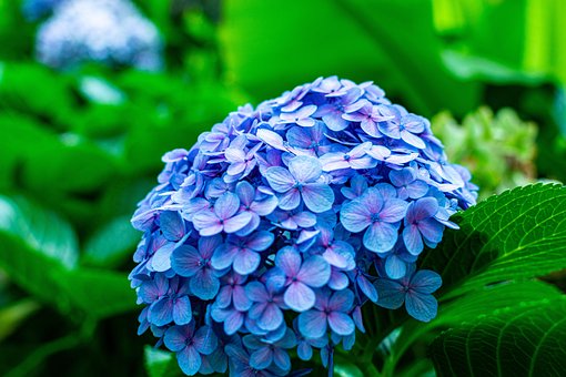 Blomst, Blå, Plante, Smukke Blomster