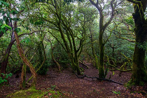 Skov, Træer, Mysterium, Fog, Natur