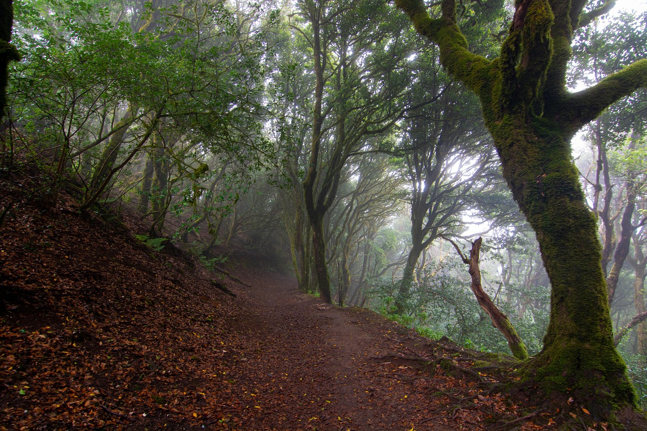 Trees Path Path Trees Forest - Free photo on Pixabay