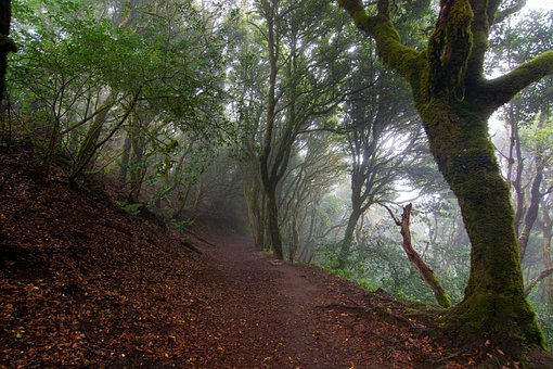 Sti, Træer, Skov, Fog, Natur, Grøn