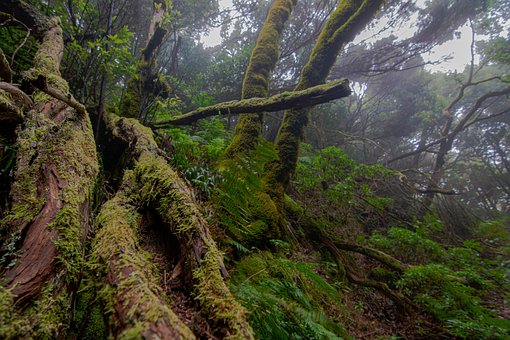 Mos, Fog, Træer, Mystisk, Skove, Natur