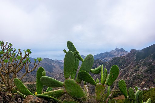 Kaktus, Landskab, Bjergene, Tenerife
