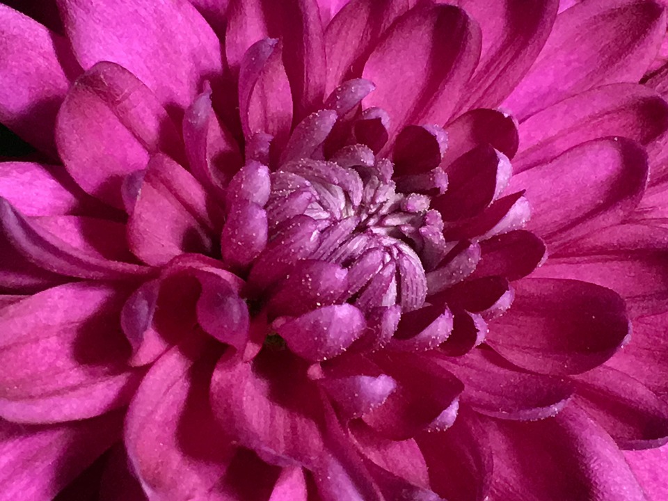Pollen Purple Flower Free photo on Pixabay