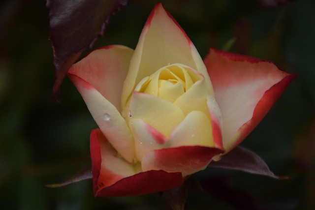Free Bicolor Rose Origami photo and picture