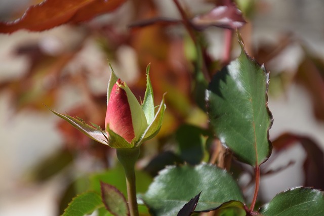 Free Flower Buds Origami Bud photo and picture