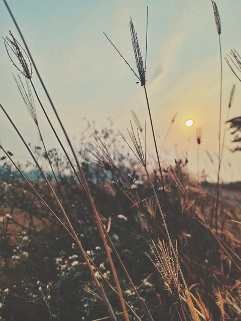 Free Sunrise Sunset photo and picture