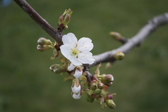 Forår, Knop, Blomst Tapet, Blomst