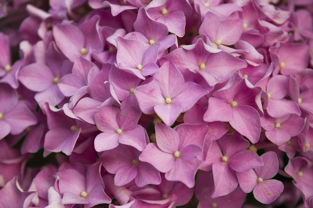 Free Flower Pink photo and picture