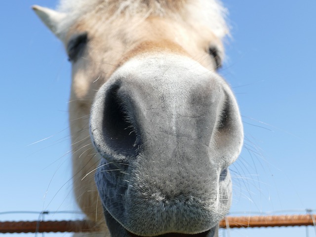 Free Horse Norway photo and picture