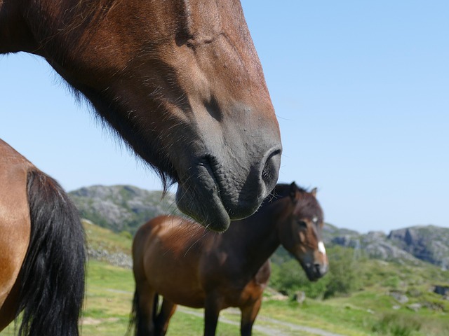 Free Norway Horse photo and picture
