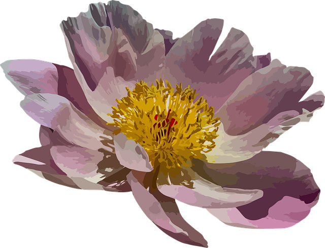 Free peony blossom bloom illustration
