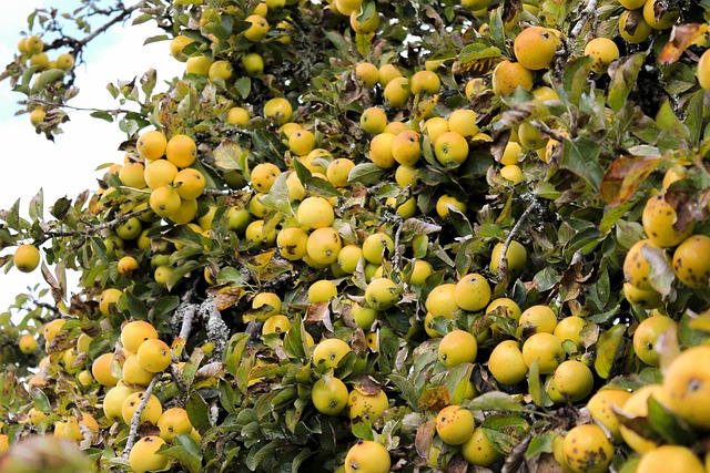 Free Apple Apple Tree photo and picture