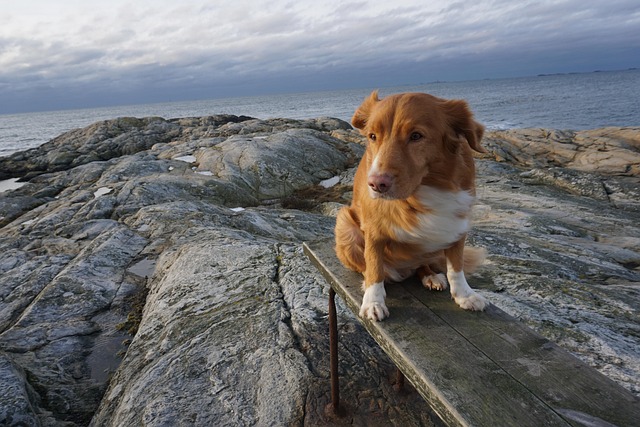 Free The Nova Scotia Duck Tolling Retriver photo and picture
