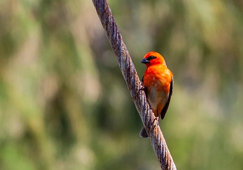 red-fody-4518693__340.jpg