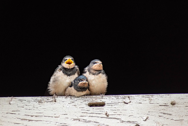 Free Close Up Swallows photo and picture