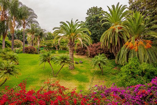 Gård, Palmer, Vegetation, Blomster