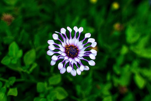 Blomst, Natur, Smukke Blomster
