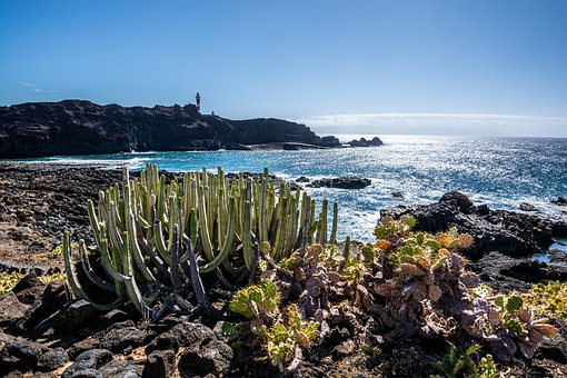 Kaktus, Strand, Natur, Ocean, Island