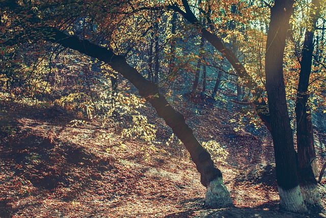 Free Autumn Trees photo and picture