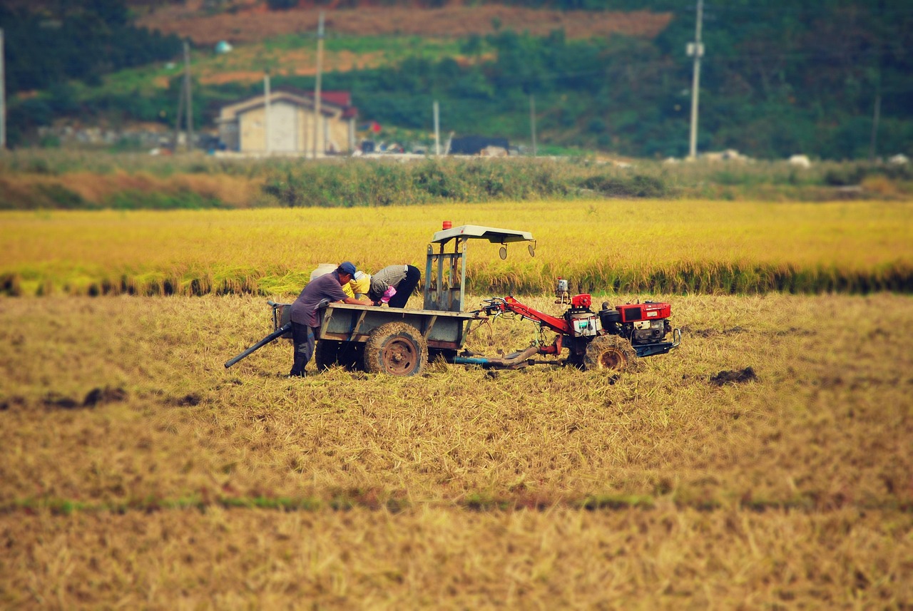 100개 이상 무료 농사 및 벼 사진 - Pixabay
