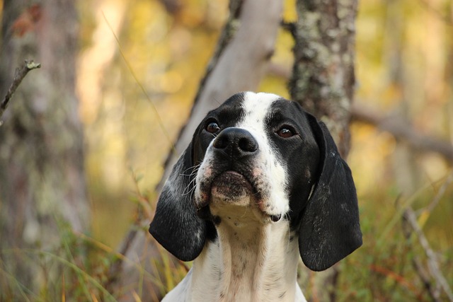 Free The Pointer Dog photo and picture