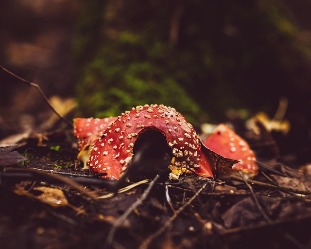 Herfst, Paddestoel, Schimmel, Vergif