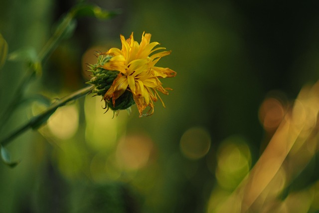 Free Flowers Meadows photo and picture