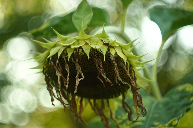 Free Sunflower Autumn photo and picture