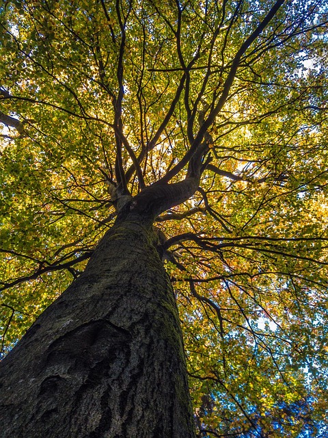 Free Wood Autumn photo and picture