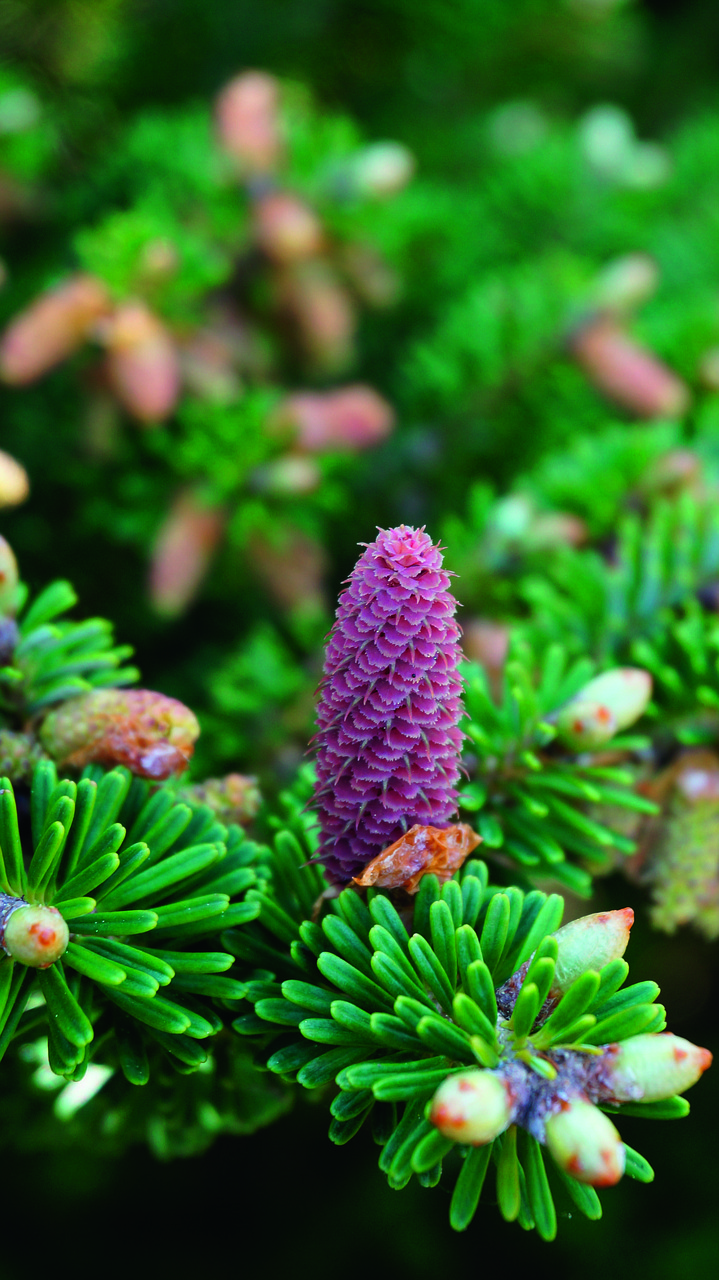 Piña Agujas Naturaleza - Foto gratis en Pixabay - Pixabay