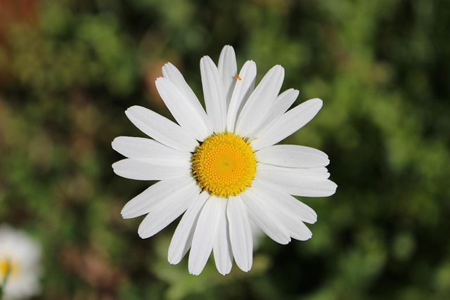 Flower Focus Bloom - Free photo on Pixabay - Pixabay