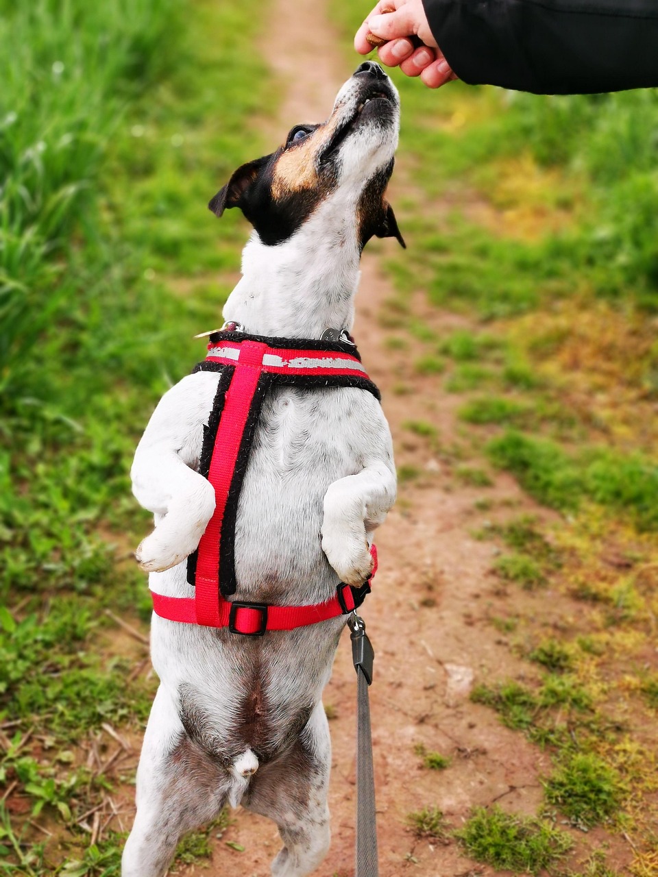犬 ペット 動物 - Pixabayの無料写真 - Pixabay